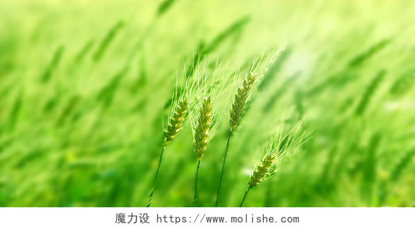 绿色小清新小麦植物光晕背景春天春分展板背景